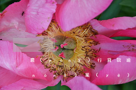 農(nóng)行貸款逾期4年怎么辦(農(nóng)業(yè)銀行房貸逾期怎么辦,逾期利息多少)