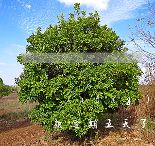農(nóng)行貸款還款逾期5天(銀行貸款逾期五天了怎么辦)