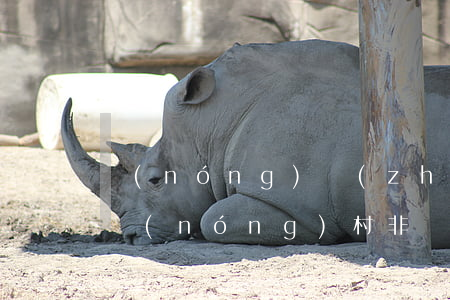 農(nóng)轉(zhuǎn)非戶口在農(nóng)村(非農(nóng)戶口轉(zhuǎn)農(nóng)村戶口)