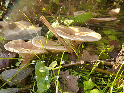 農村土地流轉合同糾紛如何處理(土地轉讓糾紛處理方法)
