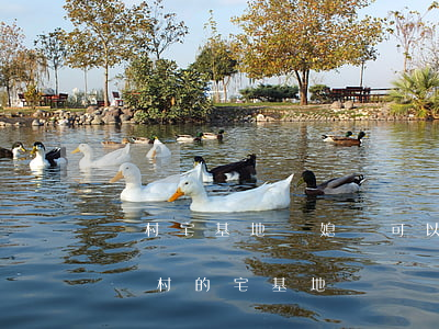 農村宅基地兒媳婦可以繼承嗎(子女可以繼承農村的宅基地)