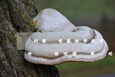 農村集體宅基地法院拍賣可以買嗎(農村宅基地確權后,法院個有權拍賣)