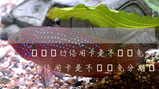 農業銀行信用卡是不給減免分期嗎-農業銀行信用卡是不給減免分期嗎怎么辦