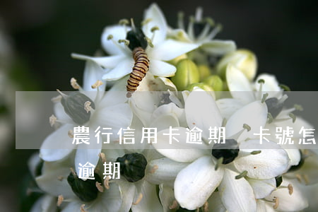 農行信用卡逾期換卡號怎么辦(農商行信用卡逾期)