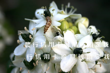 農行信用卡逾期被鎖定我想還款怎么辦-農行信用卡逾期被鎖定我想還款怎么辦呢