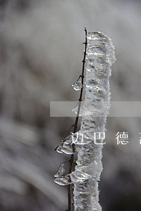 边巴德吉离婚了吗