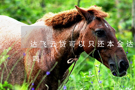 达飞云贷可以只还本金(达飞云贷只还本可以吗)