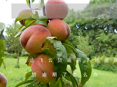 达飞云贷逾期了还能循环借出来吗-达飞云贷逾期了怎么办