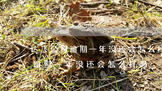 达飞公司逾期一年没还会怎么样-达飞公司逾期一年没还会怎么样吗