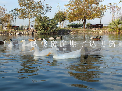 达飞贷逾期了(达飞贷款逾期上征信吗)