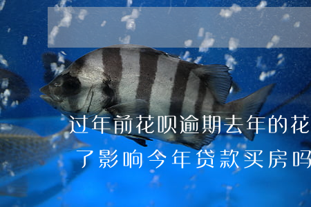 过年前花呗逾期(去年的花呗逾期了几个月还了影响今年贷款买房吗)