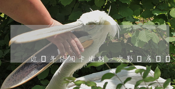 近兩年信用卡逾期一次影響房貸嗎