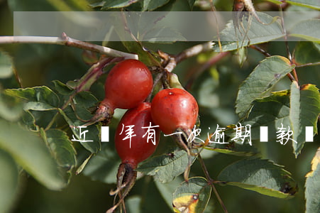 近兩年有一次逾期還款（兩年前還款逾期后果）