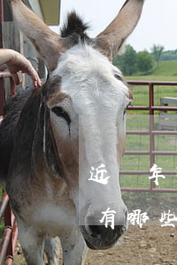 近幾年明星夫妻離婚(近幾年離婚的明星夫妻有哪些?)