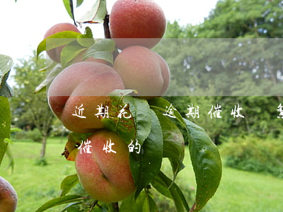 近期花唄逾期催收頻繁(支付寶花唄逾期會有催收的嗎)