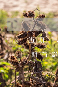 近期貸款買房有信用卡逾期(買房子信用卡逾期有影響嗎)