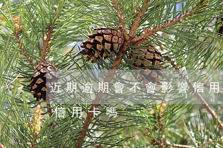近期逾期會不會影響信用卡(征信逾期會影響信用卡嗎)