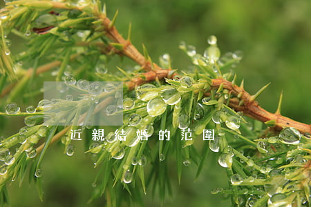 近親結婚的范圍