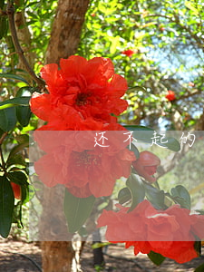 还不起的贷款怎么办(还不起贷款了会坐牢吗)
