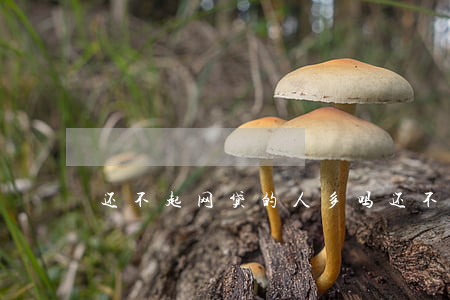 还不起网贷的人多吗（还不起高额网贷怎么办）
