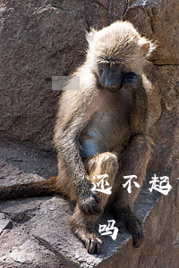 还不起贷款后果会怎样(还不起贷款了会坐牢吗)
