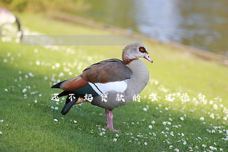 还不起贷款的难过语句-如果还不起贷款