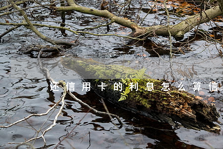 还信用卡的利息怎么算（信用卡利息还清）
