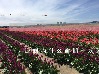 还呗为什么逾期一次就不能用了-
