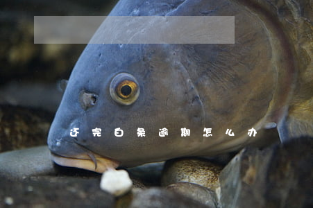 还完白条逾期怎么办