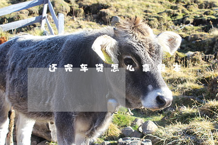 还完车贷怎么拿绿本