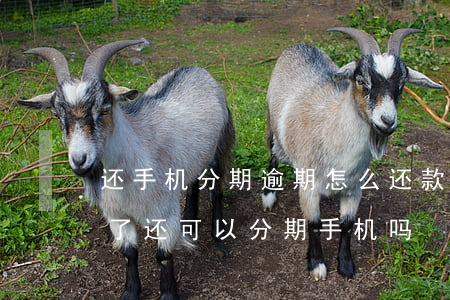 还手机分期逾期怎么还款(手机分期有逾期还了还可以分期手机吗)