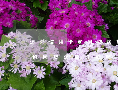 还欠信用卡和网贷房贷能办下来吗(欠信用卡和网贷还能贷款吗?)