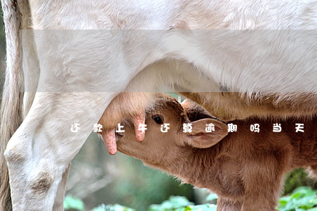 还款上午还算逾期吗(当天还款算不算逾期)