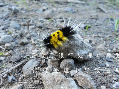还款后银行处理中导致逾期怎么办-还款后银行处理中导致逾期怎么办理