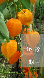 还款日当日还款算逾期吗(当日还款算不算逾期)