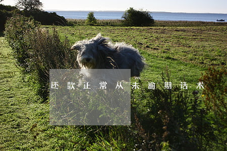 还款正常从未逾期话术