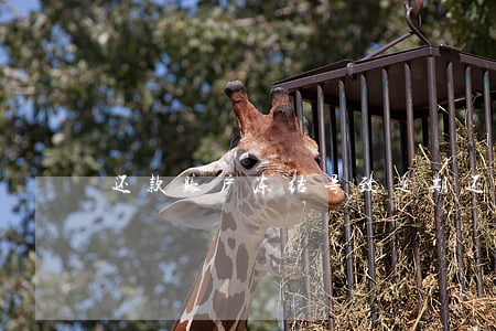 还款账户冻结导致逾期(还款账户不得冻结)