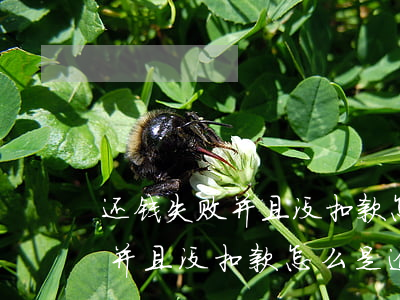 还钱失败并且没扣款怎么是逾期-还钱失败并且没扣款怎么是逾期了