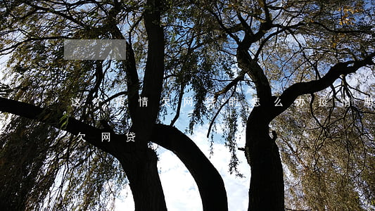 这个疫情欠网贷的怎么办(疫情期间有多少人欠网贷)