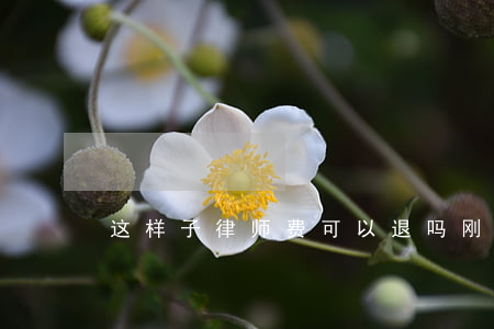 这样子律师费可以退吗(刚交了律师费能退不)