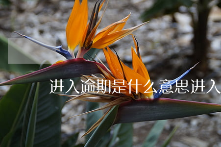 进入逾期是什么意思(进入逾期是什么意思)