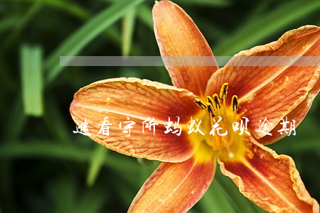 进看守所蚂蚁花呗逾期