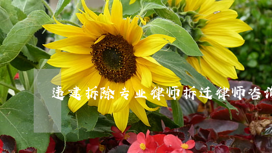 违建拆除专业律师(拆迁律师咨询)