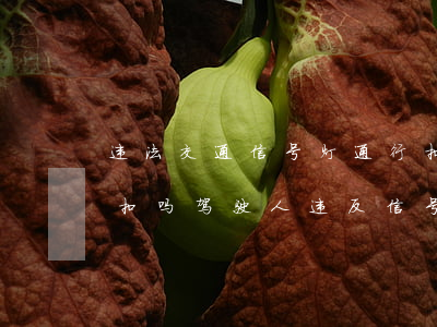 违法交通信号灯通行扣分可以拿别人驾驶证扣吗(驾驶人违反信号灯扣几分)
