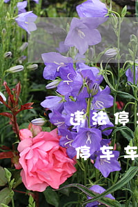 违法停车可以支付宝处理吗(支付宝举报违法停车车主会收到处罚么)
