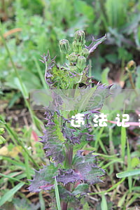 违法记录可以消除吗(违法行为记录如何消除)