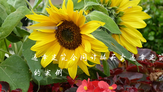 违章建筑合同诈骗(买卖违章建筑物合同无效的案例)
