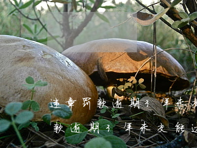 违章罚款逾期3年未交能达到多少-违章罚款逾期3年未交能达到多少钱