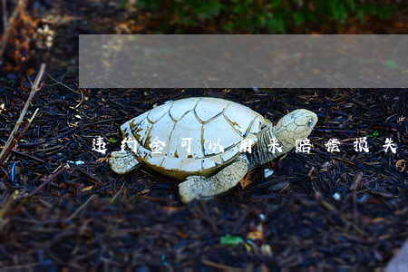 违约金可以用来赔偿损失吗