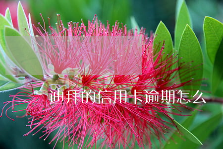 迪拜的信用卡逾期怎么辦-迪拜簽證逾期